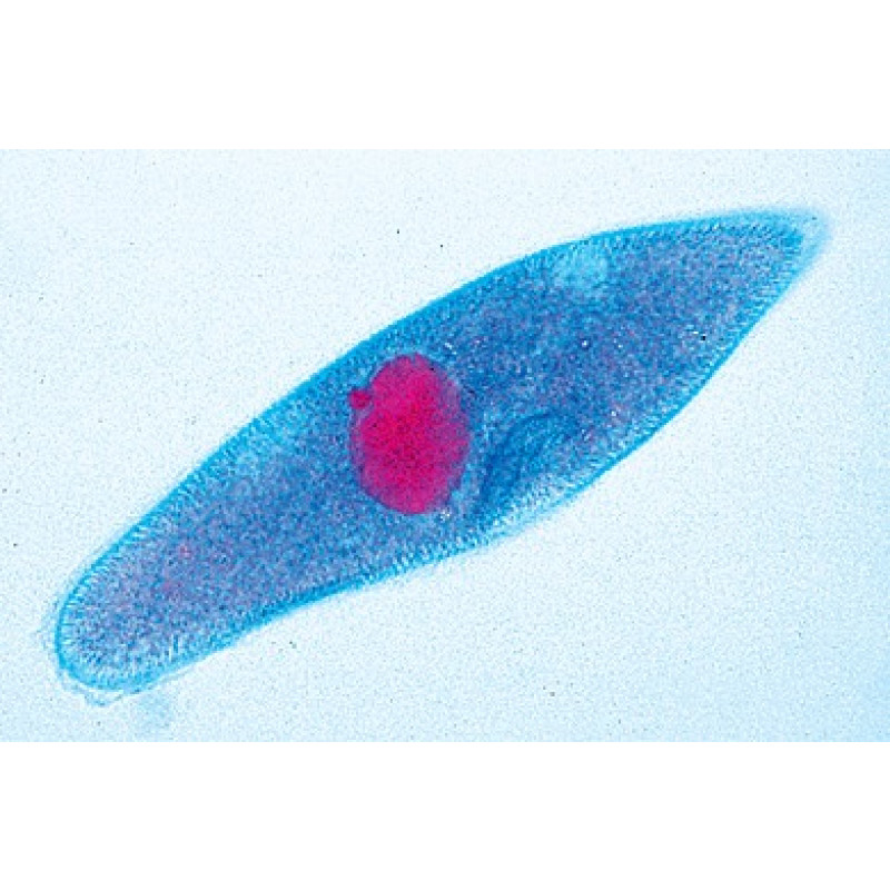 Einzelne Mikropräparate aus „Schulserie B“