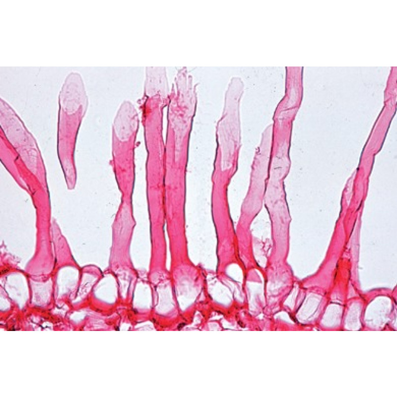 Mikropräparat: Wurzelspitze mit Wurzelhaaren