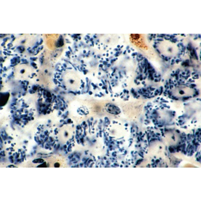 Mikropräparat: Mitochondrien in den Zellen von Leber oder Niere