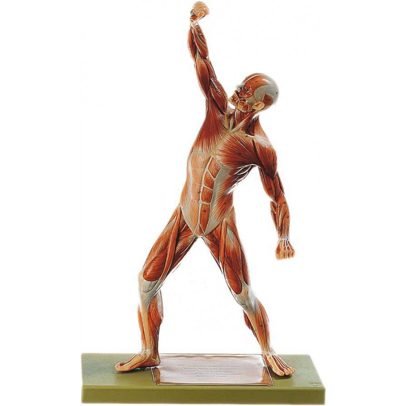 Anatomie-Muskelfiguren