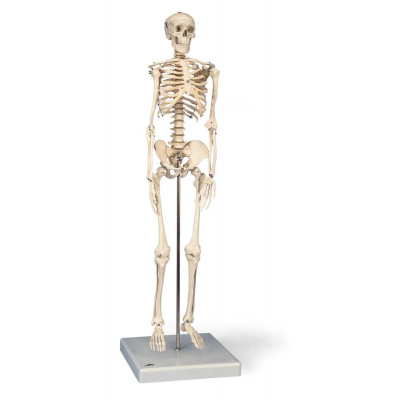 Mini-Skelett „Shorty“