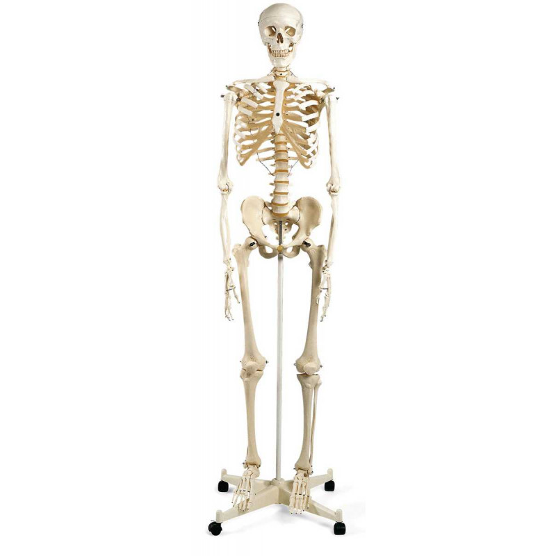 Standard-Skelett Stan