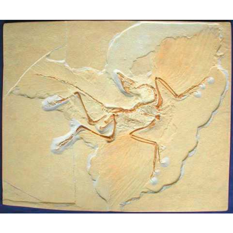 Archaeopteryx „Urvogel“