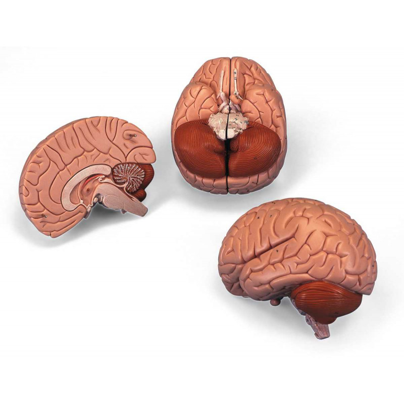 Modell Gehirn, 2-teilig