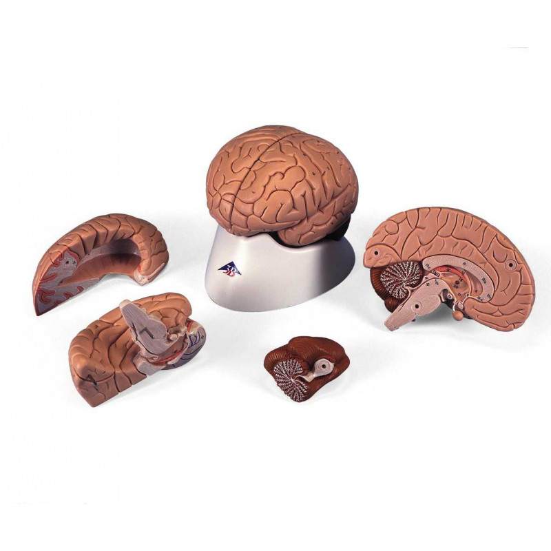Modell Gehirn, 4 -teilig