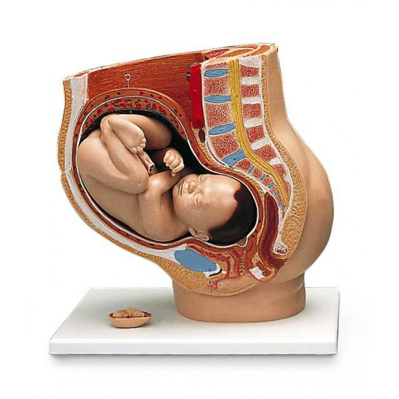 Modell Schwangerschaftsbecken