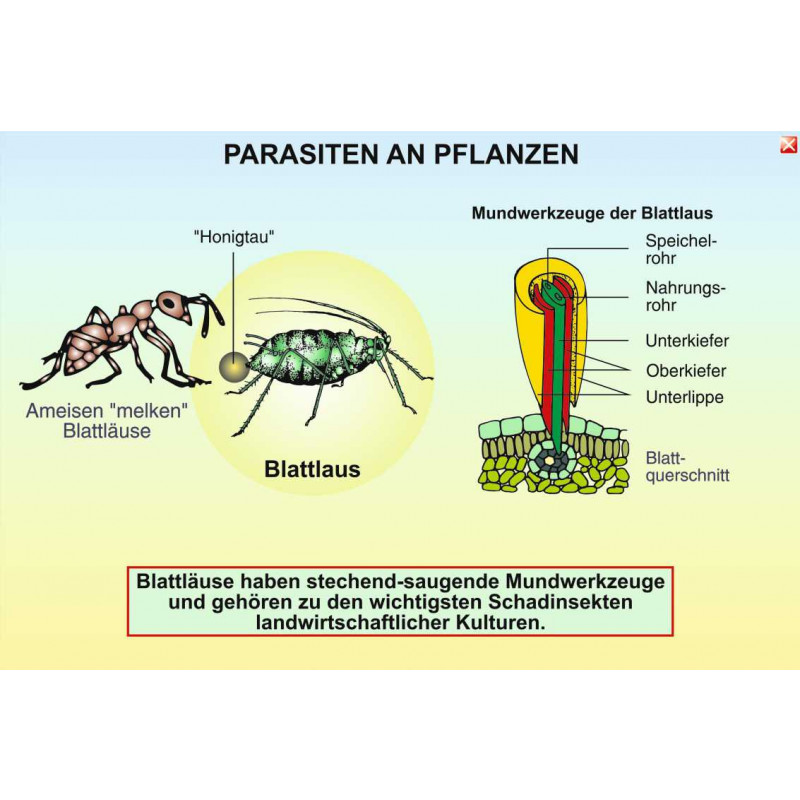 Digitale Folien Grundwissen Ökologie II: Parasiten