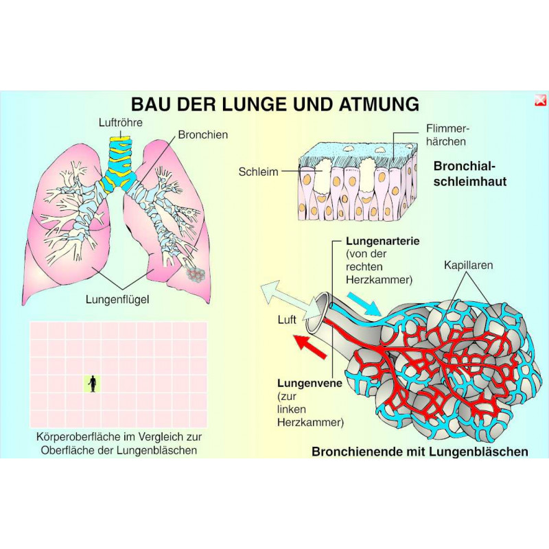 Digitale Folien Grundwissen Humanbiologie III: Lunge, Atmung, Herz, Blutkreislauf