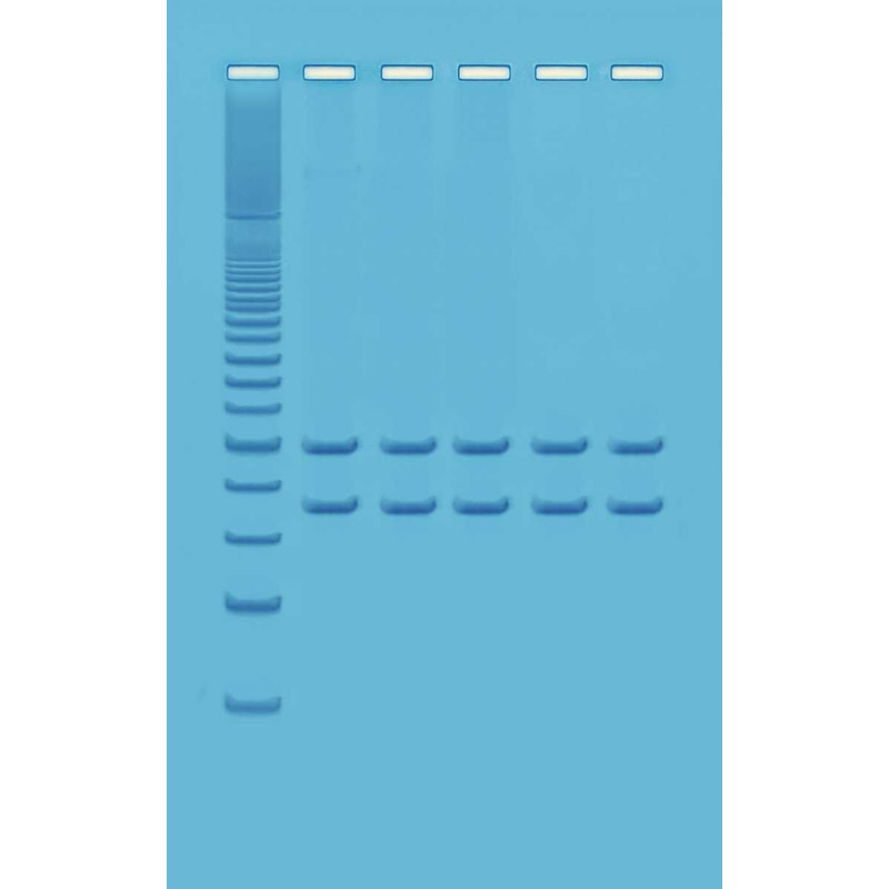 Mitochondrien-DNA-Analyse mit PCR