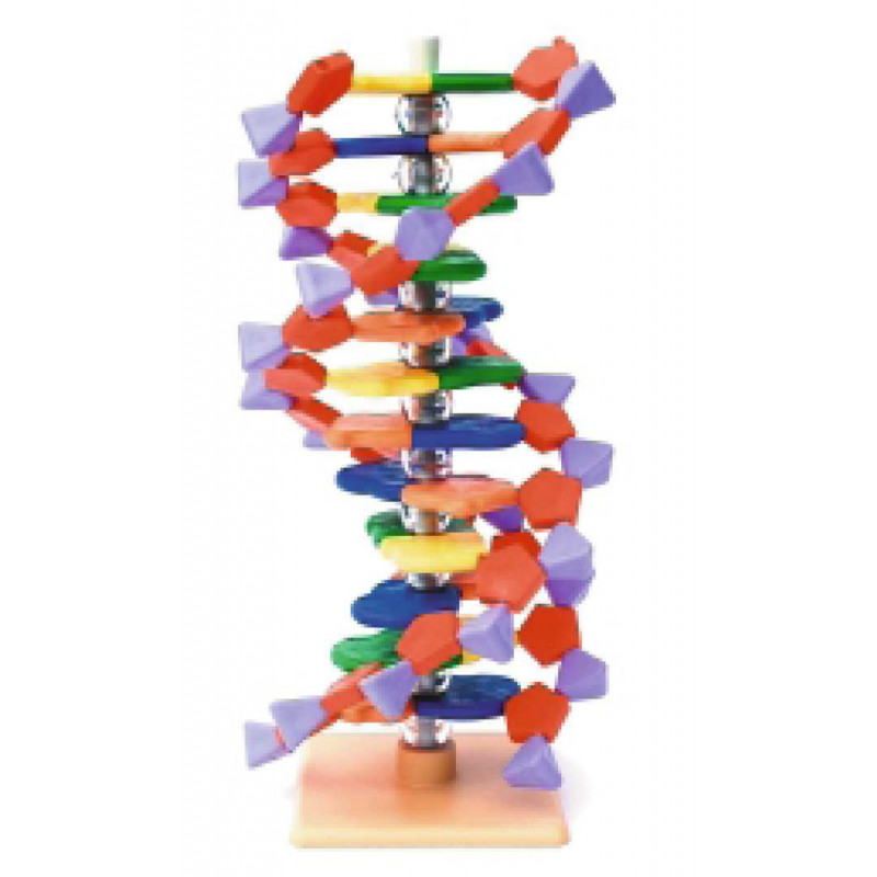 Mini DNA-Modelle