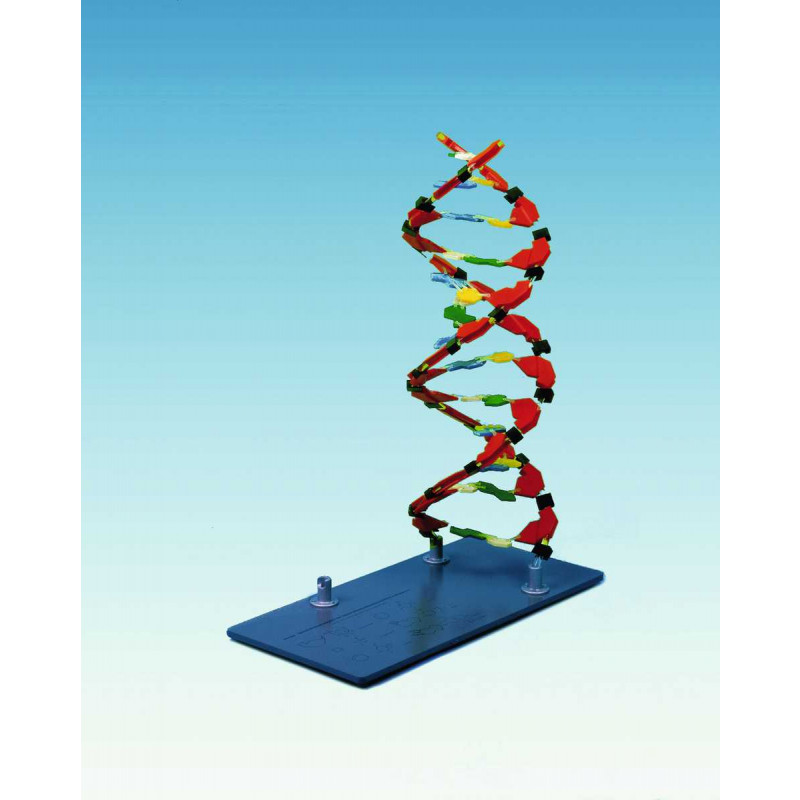 DNA Molekülabschnitt