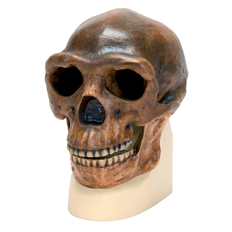 Schädelrekonstruktion vom Homo erectus pekinensis