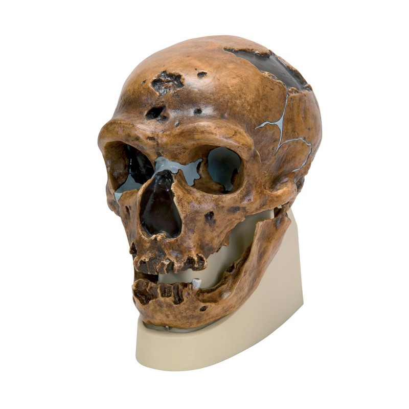 Schädelrekonstruktion von Homo neanderthalensis