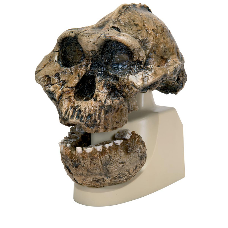 Schädelrekonstruktion Australopithecus boisei 