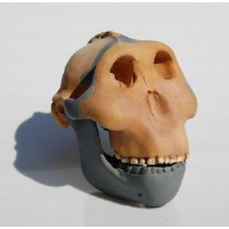 Anthropologischer Schädel (Australopithecus boisei)