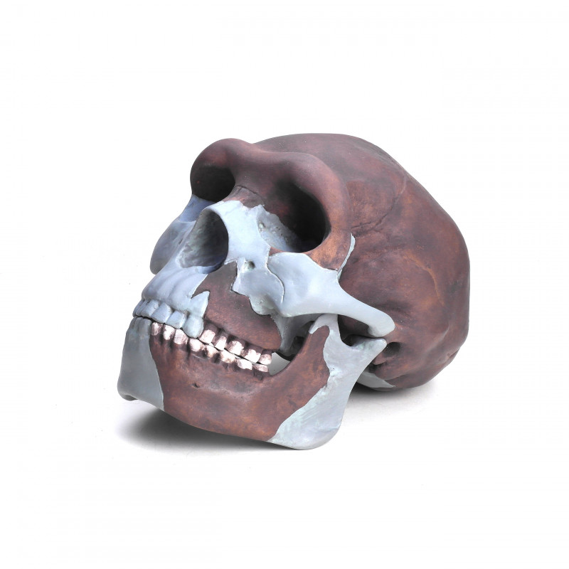 Schädelrekonstruktion von Homo erectus pekinensis