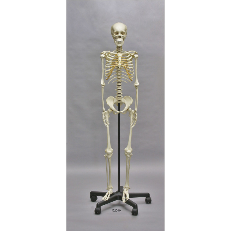 Heranwachsenden-Skelett