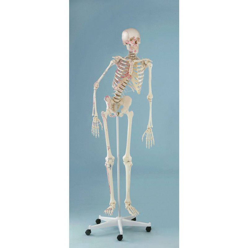 Skelett „Peter“, beweglich, mit Muskelmarkierungen