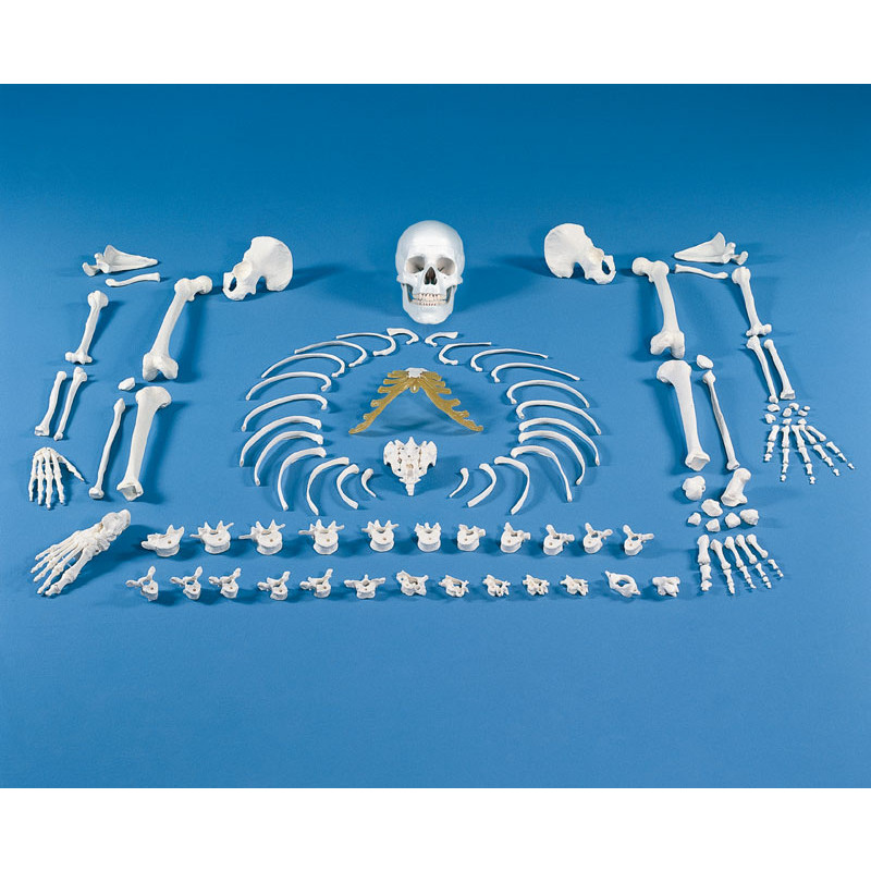 Skelett, unmontiert (Knochensammlung)