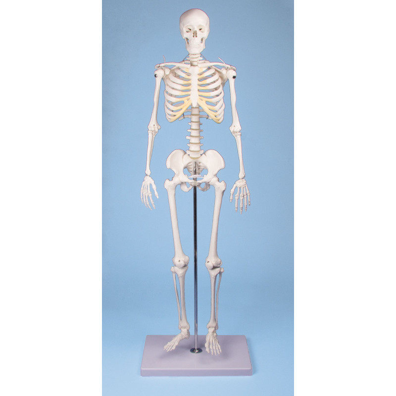 Miniatur-Skelett „Tom“