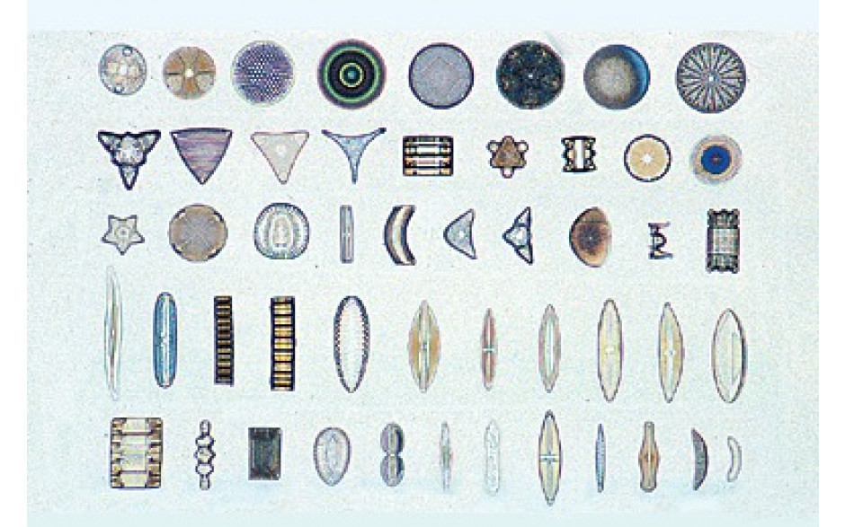 Mikropräparat: Diatomeen 