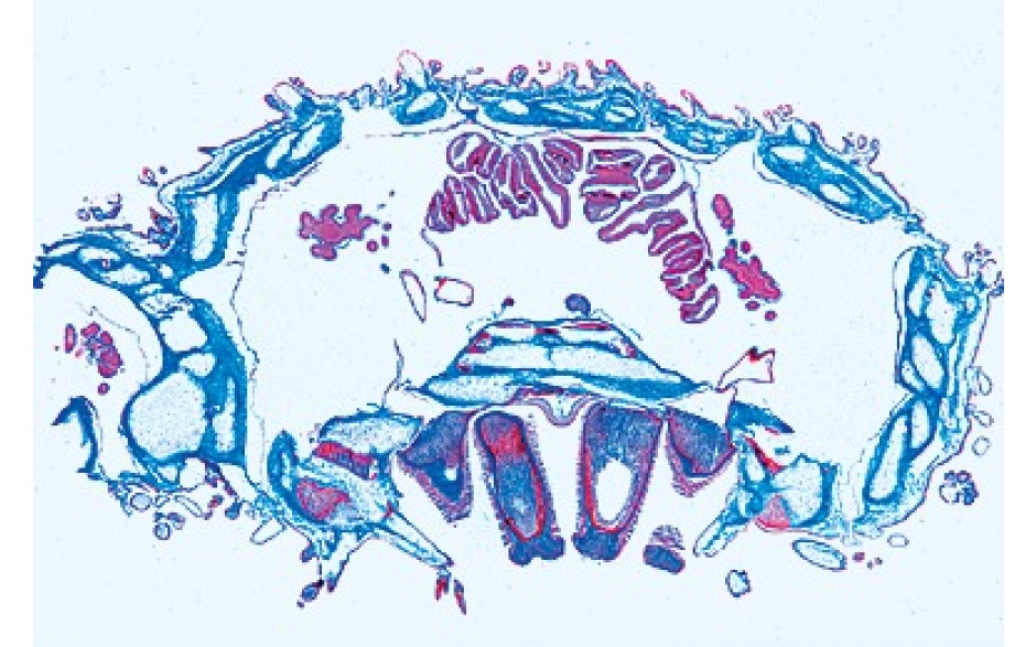 Mikropräparat: Seestern