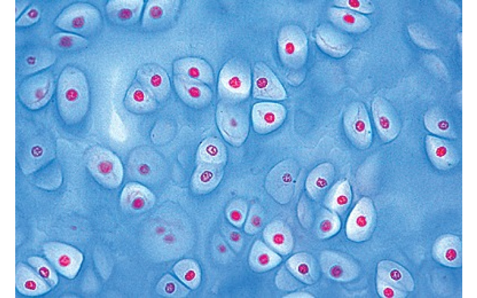 Mikropräparat: Hyaliner Knorpel vom Säugetier