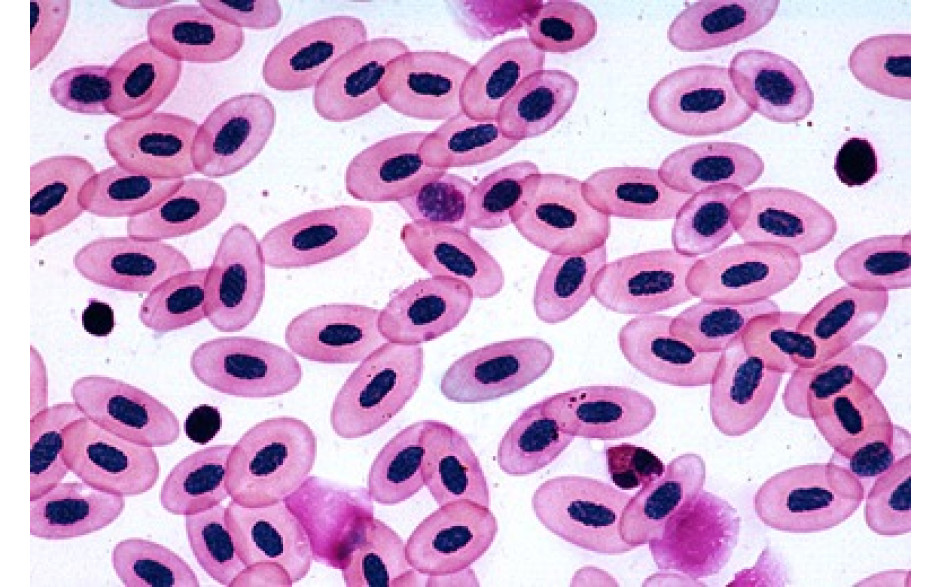 Mikropräparat: Blut vom Frosch