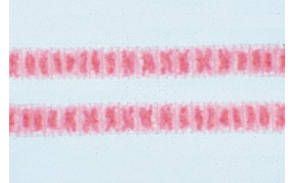 Mikropräparat: Fadenförmige Blaualge