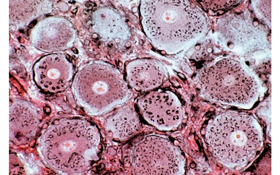 Mikropräparat: Golgi-Apparat in den Zellen des Spinalganglions