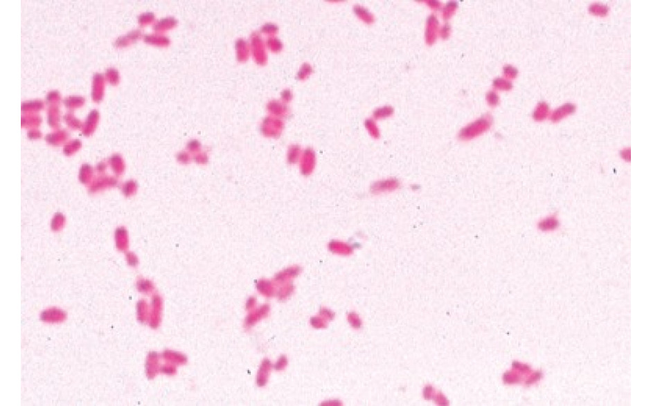 Mikropräparat: Darmbakterien