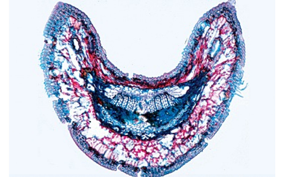Mikropräparat: Nadelblatt der Tanne