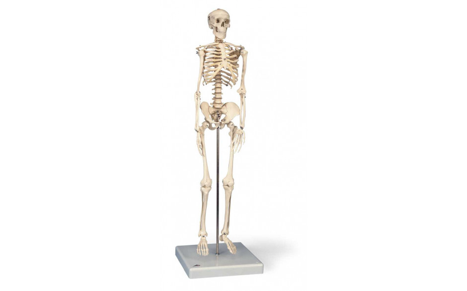 Mini-Skelett „Shorty“