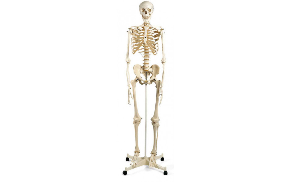 Standard-Skelett Stan