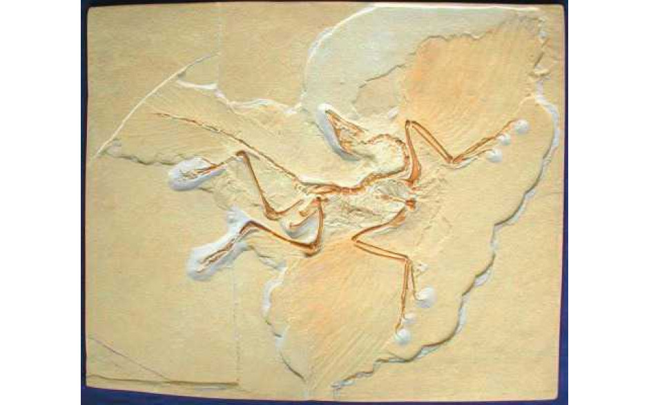 Archaeopteryx „Urvogel“