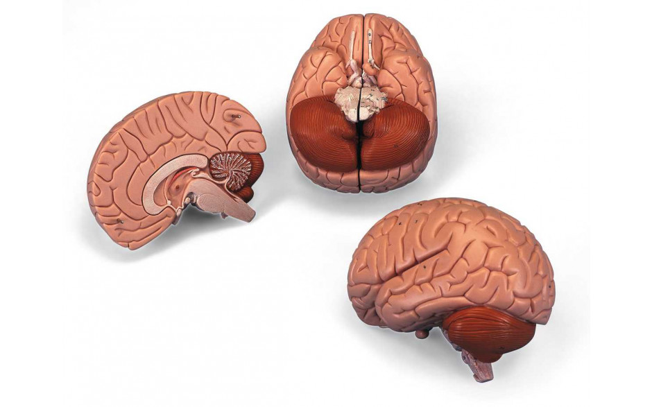 Modell Gehirn, 2-teilig