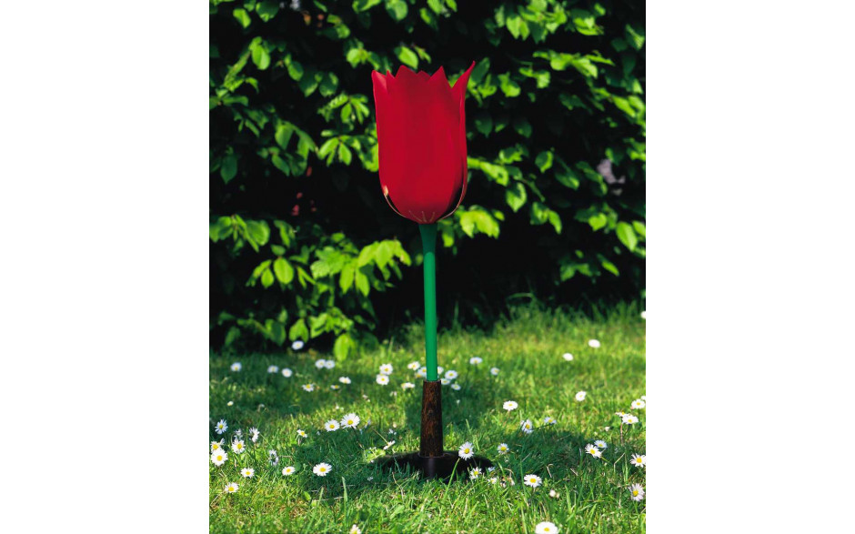 Modell Tulpe (Tulipa gesneriana)