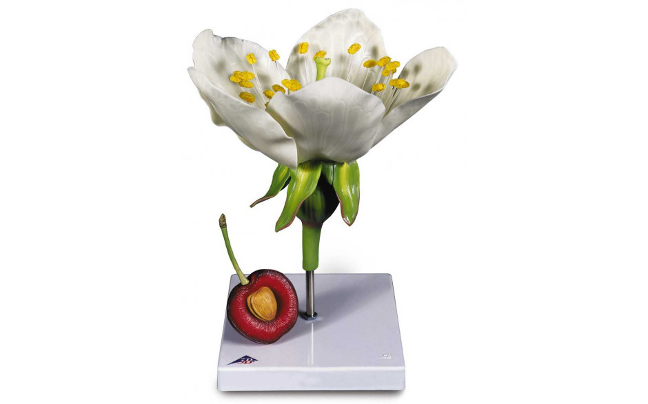 Modell Kirschblüte mit Frucht (Prunus avium)