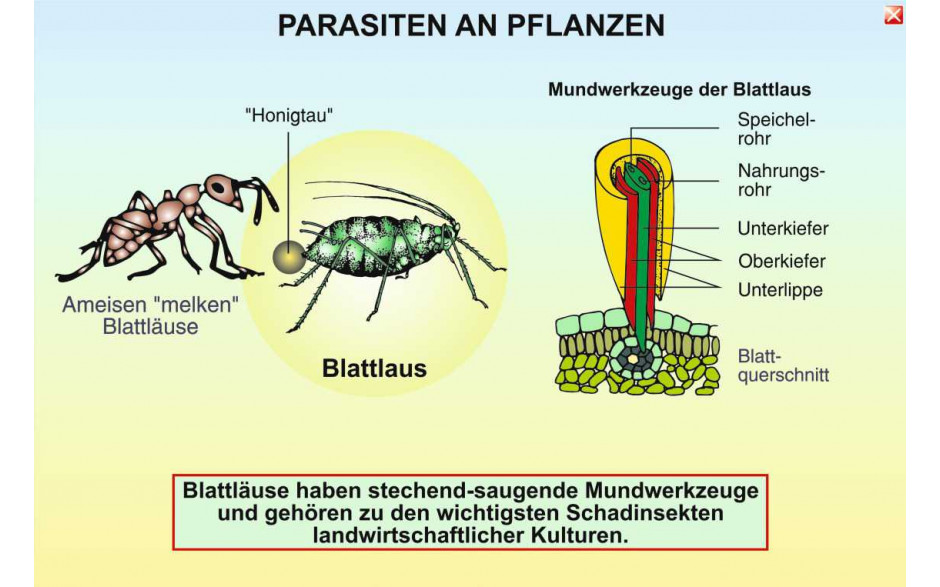 Digitale Folien Grundwissen Ökologie II: Parasiten