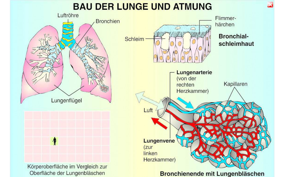 Digitale Folien Grundwissen Humanbiologie III: Lunge, Atmung, Herz, Blutkreislauf