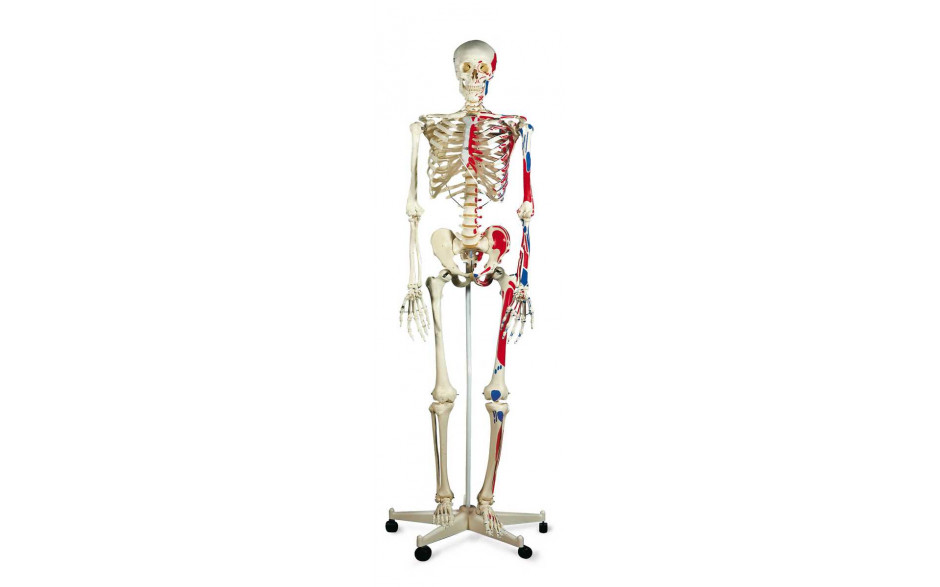 Muskel-Skelett Max mit Muskeldarstellung