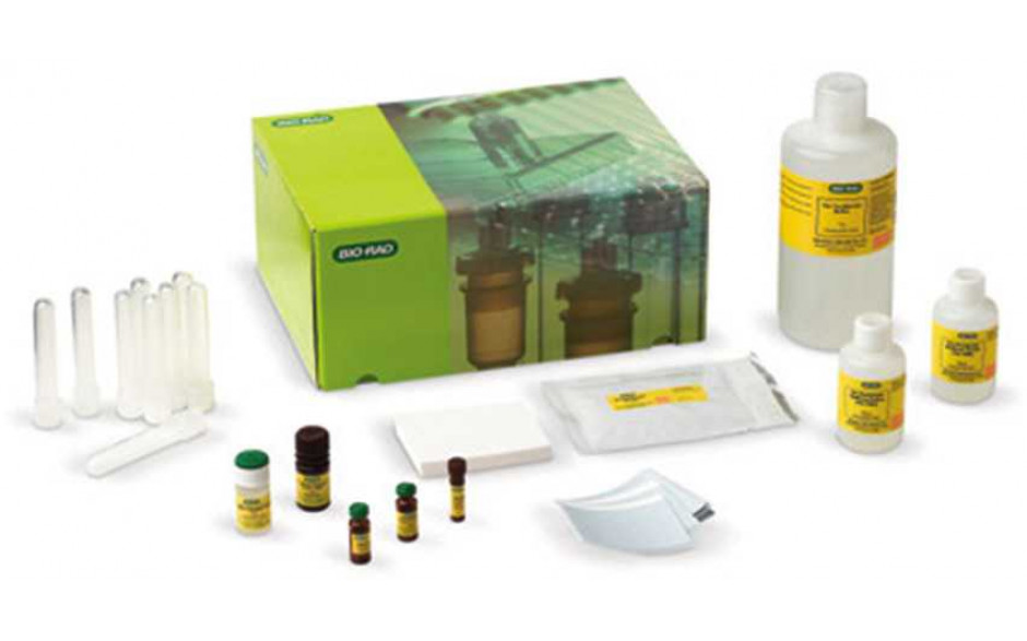Western Blotting und Immunodetection-Kit II