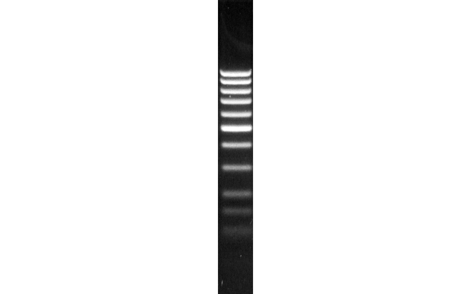 DNA-Längenmarker