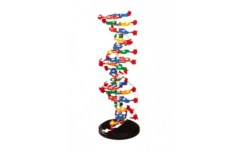 DNA Modell (klein)