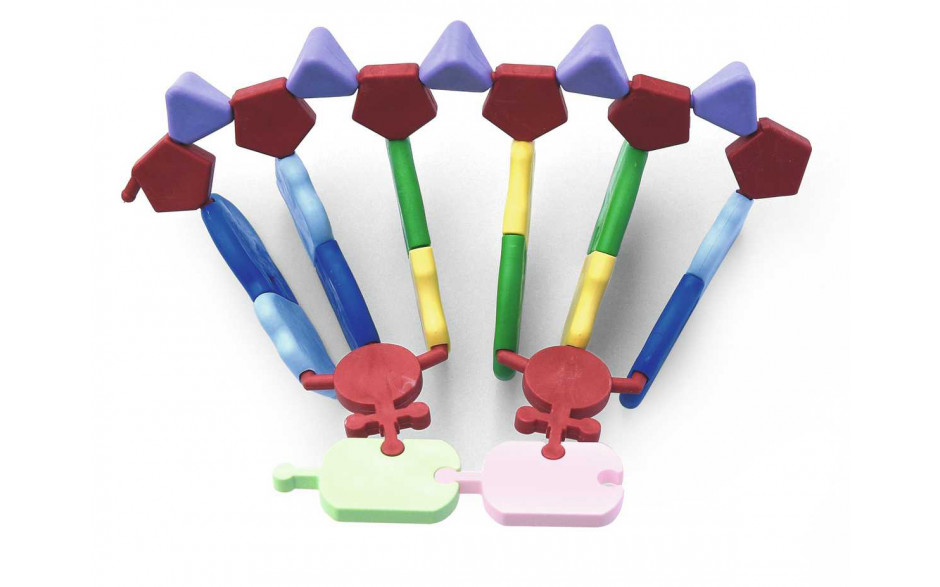 Mini DNA-RNA-Modell