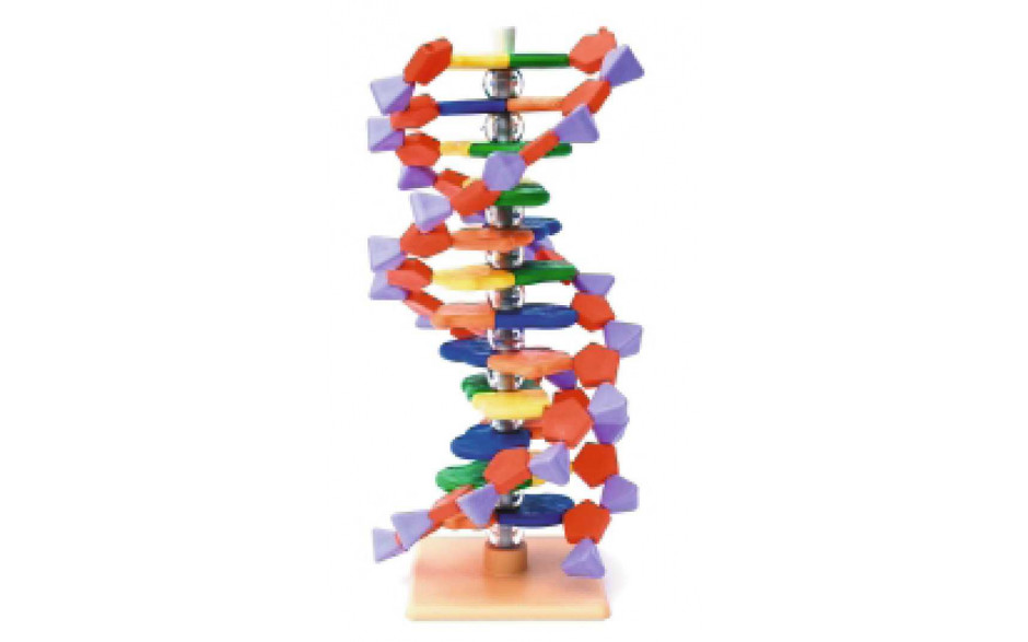 Mini DNA-Modelle