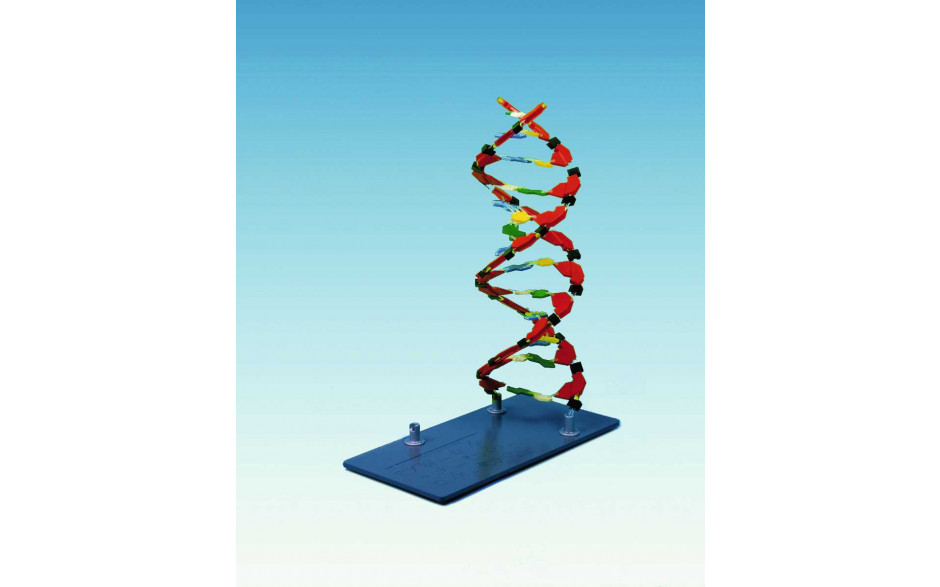 DNA Molekülabschnitt