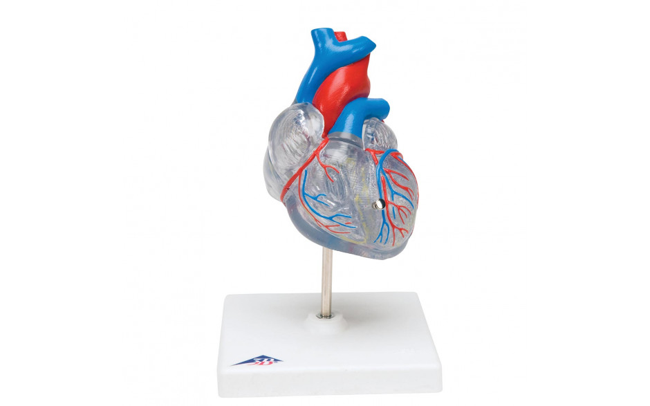 Klassik-Herz mit Reizleitungssystem, 2 teilig