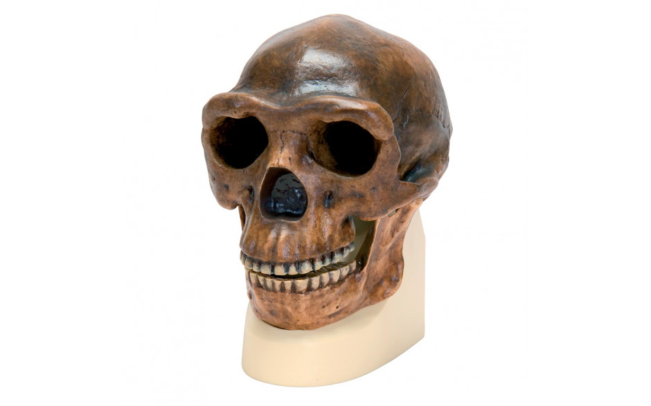 Schädelrekonstruktion vom Homo erectus pekinensis