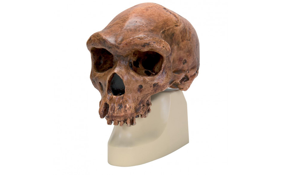 Schädelrekonstruktion von Homo erectus rhodesiensis